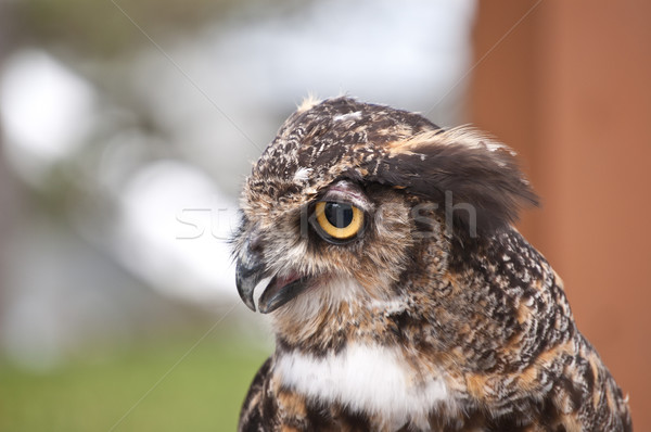 Great Horned Owl in Profile Stock photo © brianguest