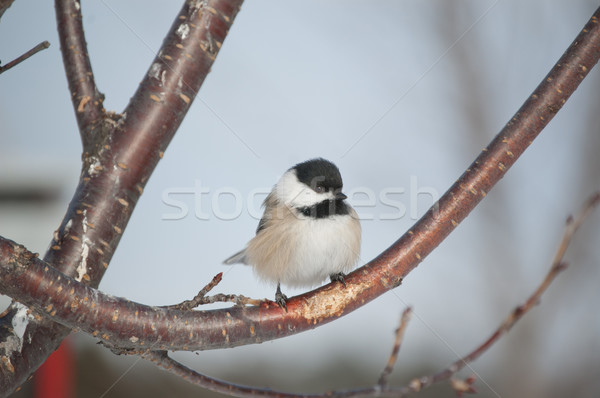 Black-capped Chickadee Perched on a Branch Stock photo © brianguest