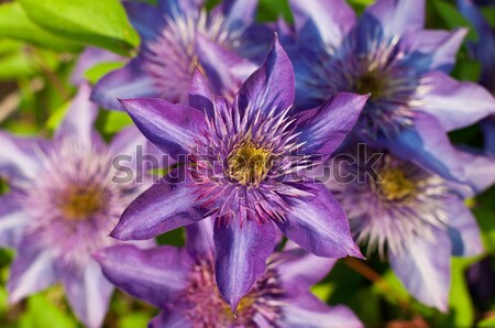 ストックフォト: 紫色 · 花 · クローズアップ · 花 · 選択フォーカス · 美