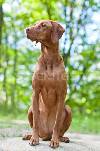 Kutya magyar portré lövés ül kő Stock fotó © brianguest