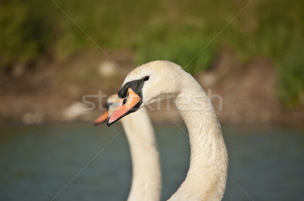Stock photo: Pair of Mute Swans by a Pond