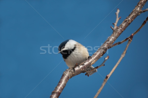 Chickadee Perching on a Branch Stock photo © brianguest