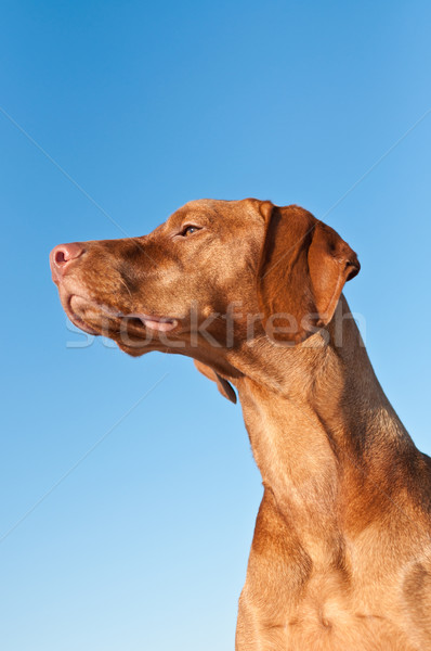 Vizsla (Hungarian pointer) Dog in Profile with Blue Sky Stock photo © brianguest