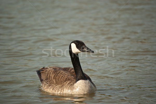 Canadá ganso natación estanque luz animales Foto stock © brianguest