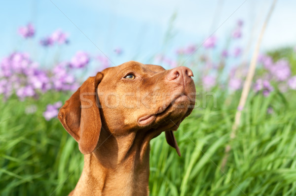Primer plano retrato perro flores silvestres húngaro púrpura Foto stock © brianguest