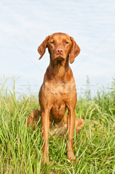 Closeup Portrait of a Vizsla Dog with Wildflowers Stock photo © brianguest