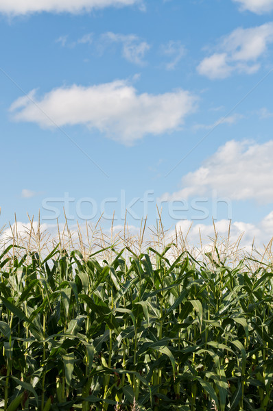Mais zunehmend Bereich blauer Himmel Wolken Bauernhof Stock foto © brianguest