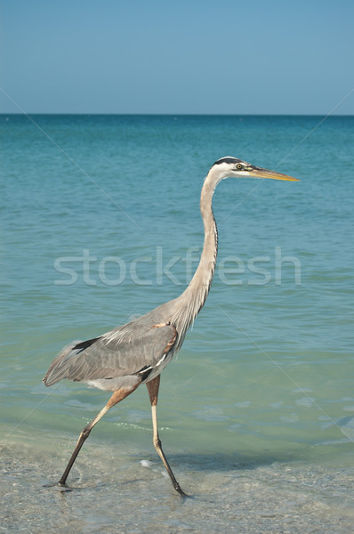 Great Blue Heron Walking on a Gulf Coast Beach Stock photo © brianguest