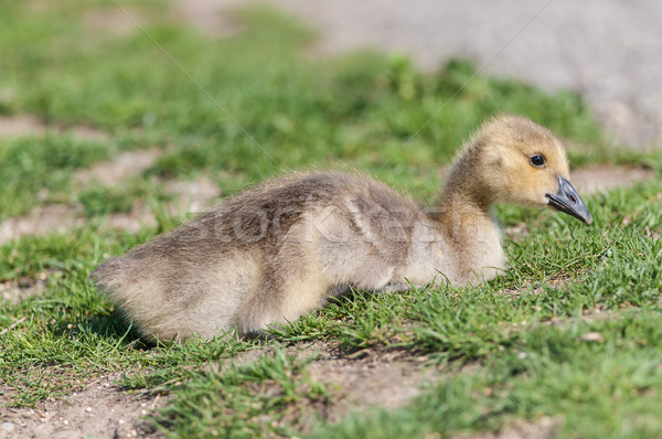 Canada Goose (branta canadensis) Gosling Stock photo © brianguest