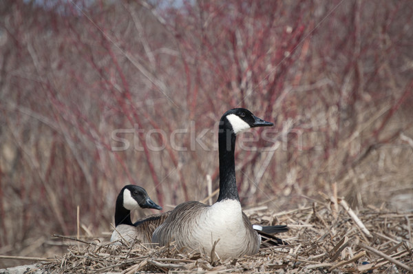 Nesting Canada Geese (Branta canadensis) Stock photo © brianguest