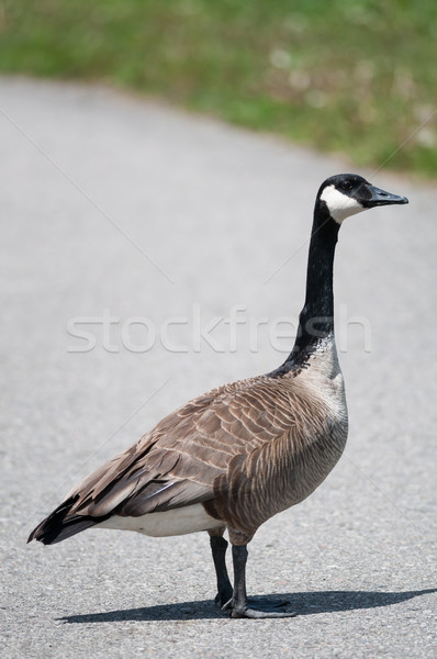 Kanada liba áll aszfalt nyilvános park Stock fotó © brianguest