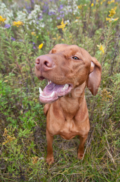 Happy Looking Vizsla Dog with Wild Flowers Stock photo © brianguest