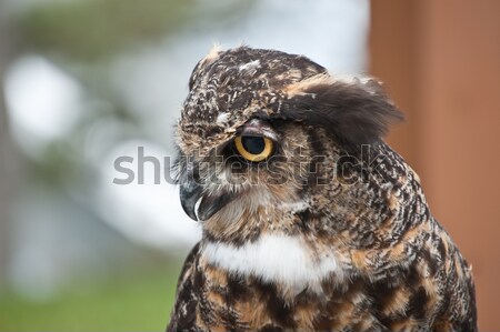 Great Horned Owl in Profile Stock photo © brianguest