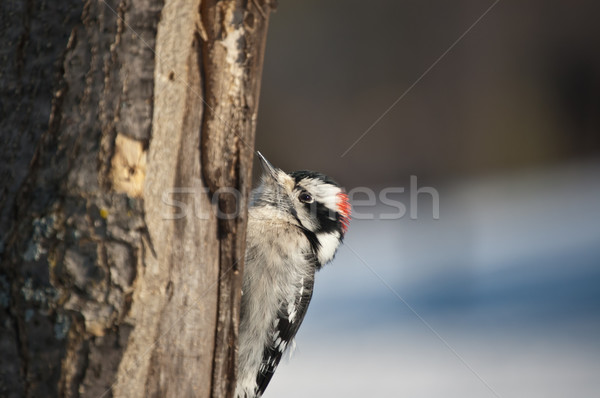 Downy Woodpecker on a Tree Stock photo © brianguest