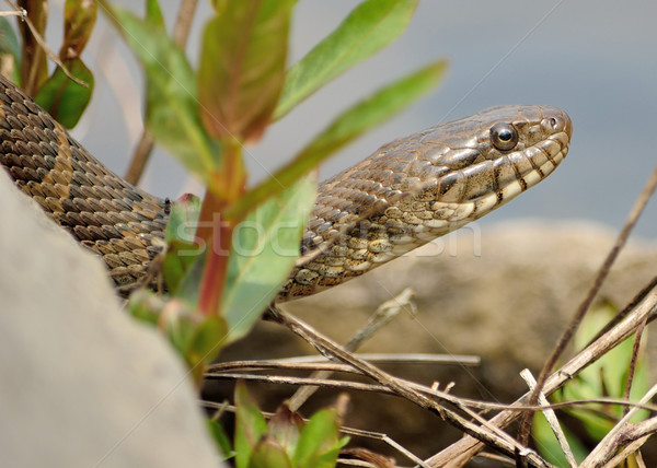 Northern Water Snake Stock photo © brm1949