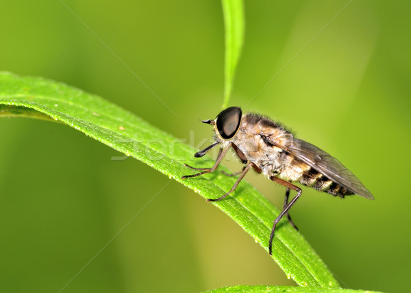 Horse Fly Stock photo © brm1949