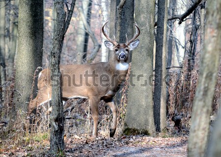 Whitetail Deer Buck Stock photo © brm1949