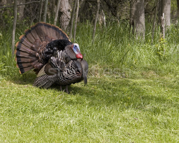 Wild Turkey (Meleagris gallopavo) Stock photo © brm1949