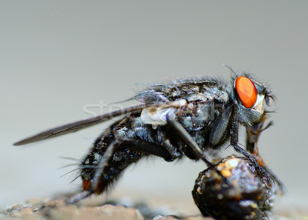 Stock photo: Fly Eating.