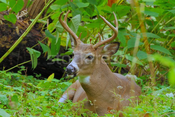 Whitetail Deer Buck Stock photo © brm1949