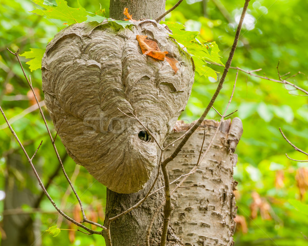 蜂巢 掛 樹枝 樹林 森林 性質 商業照片 © brm1949