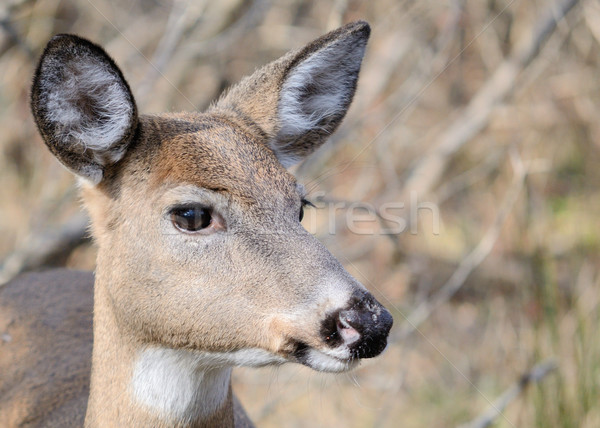 Whitetail Deer Doe Stock photo © brm1949