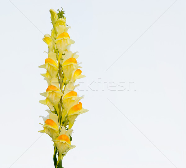 Salbatice alb fundal plantă floare Imagine de stoc © brm1949