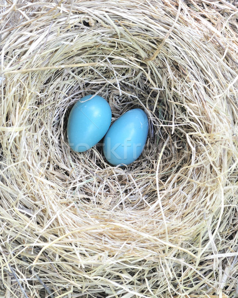 Two Robin Eggs Stock photo © brm1949