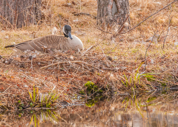 Canada Goose Nest Stock photo © brm1949