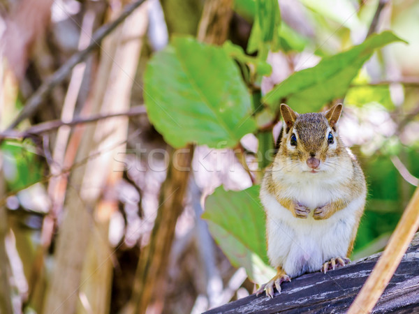 Chipmunk árvore animal animais selvagens pequeno Foto stock © brm1949