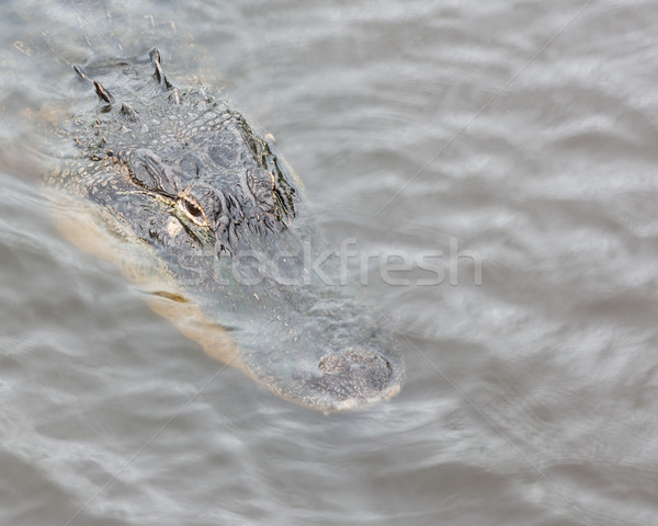 Alligator Kopf erschossen Banken Fluss Stock foto © brm1949