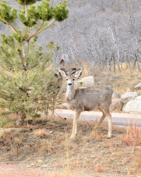 Stock photo: Mule Deer Yearling