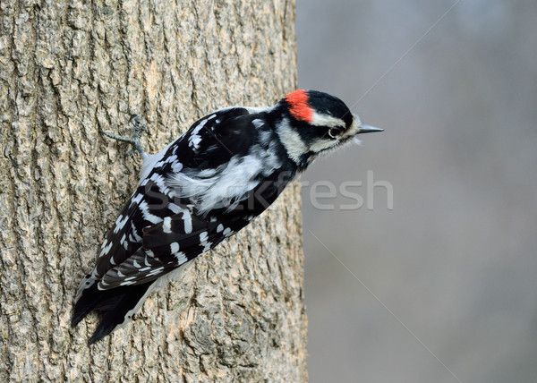 Male Downy Woodpecker Stock photo © brm1949