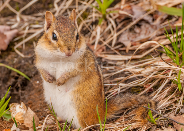 Foto stock: Chipmunk · grama · olhando · câmera · animal