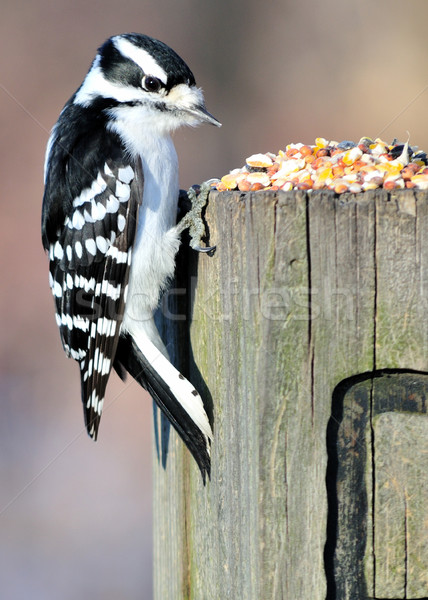 Downy Woodpecker Stock photo © brm1949