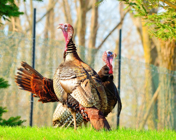 Stock photo: Wild Turkey