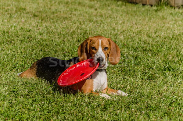 Câine de vânătoare iarbă frisbee gură tineri Imagine de stoc © brm1949