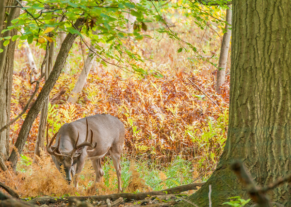 Whitetail Deer Buck Stock photo © brm1949