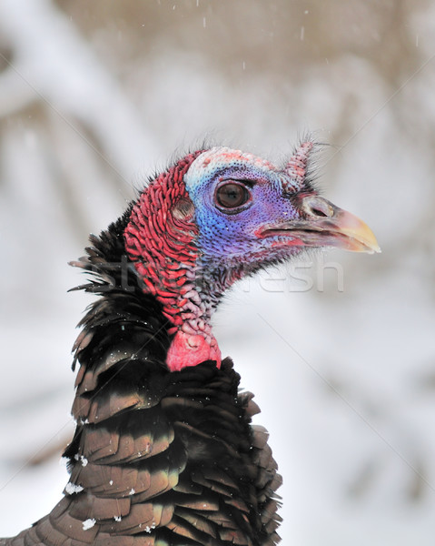 Wild Turkey Stock photo © brm1949