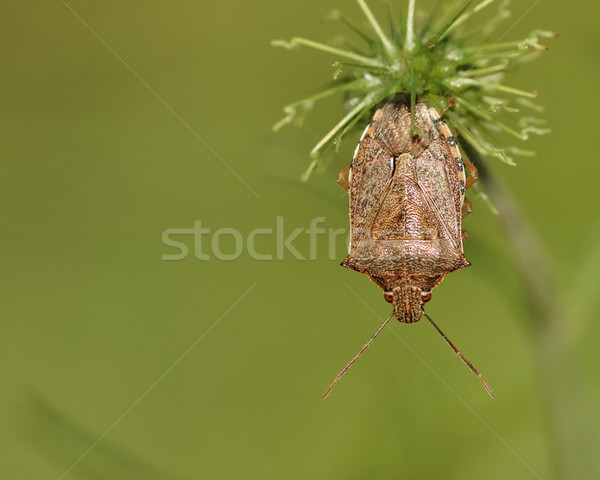 Schild bug ondersteboven plant blad Stockfoto © brm1949