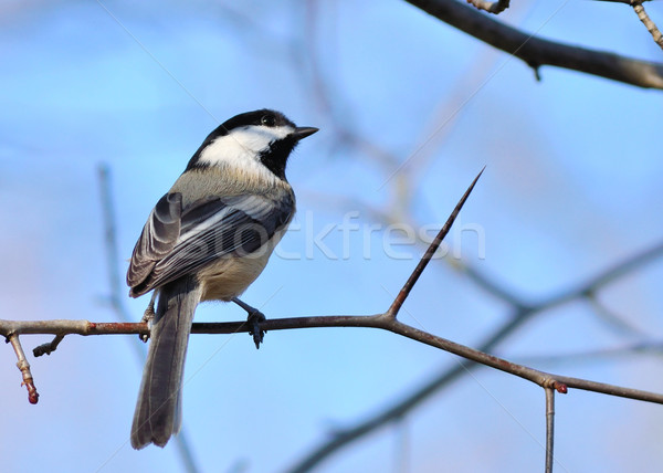 Black-capped Chickadee Stock photo © brm1949