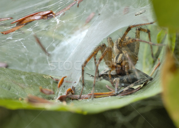 волка Spider веб ждет добыча Сток-фото © brm1949