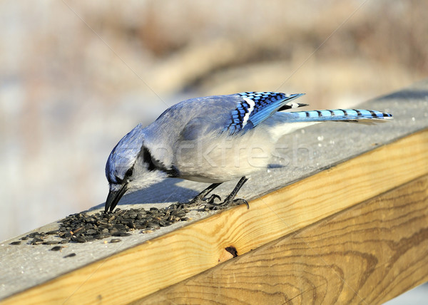 Blue jay Stock photo © brm1949