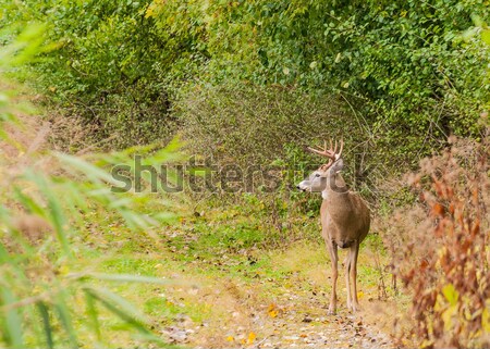 Piebald Whitetail Deer Buck  Stock photo © brm1949