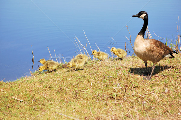 Canada Goose Goslings Stock photo © brm1949