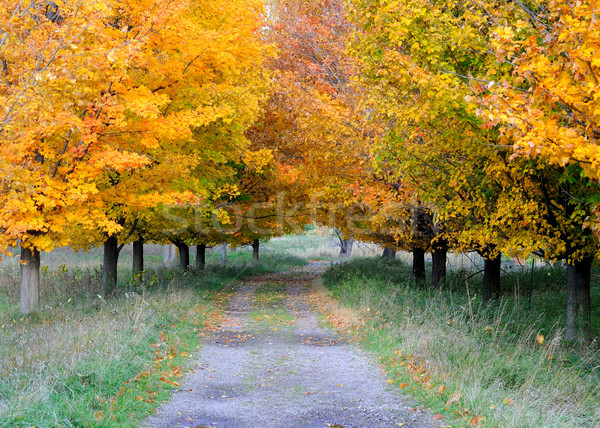 Autumn Footpath Stock photo © brm1949