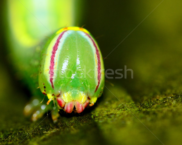 Saddled Prominent Caterpillar Stock photo © brm1949