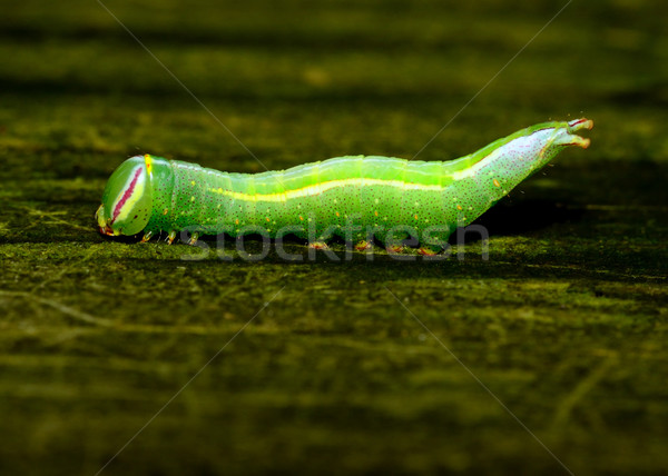 Saddled Prominent Caterpillar Stock photo © brm1949