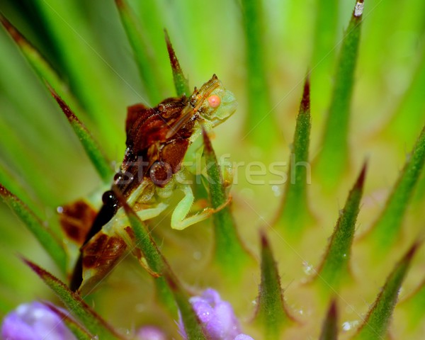 Ambush Bug Stock photo © brm1949