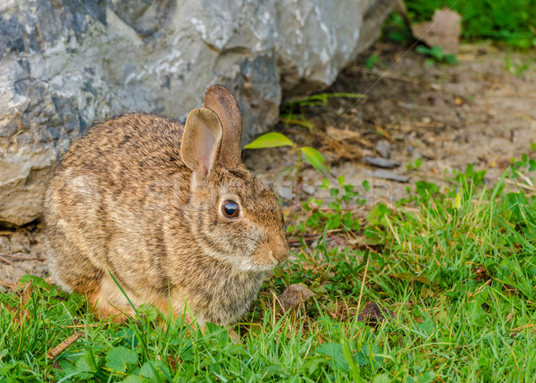 Stock photo: Cottontail Rabbit